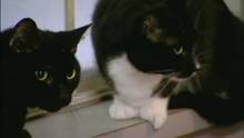 Web episode: A Cat Hoarding Situation video
