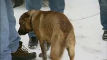 Web episode: Spike the Pit Bull Gets Obedience Training video
