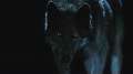Werewolf Teaser