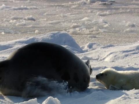 Baby Seals in the Arctic